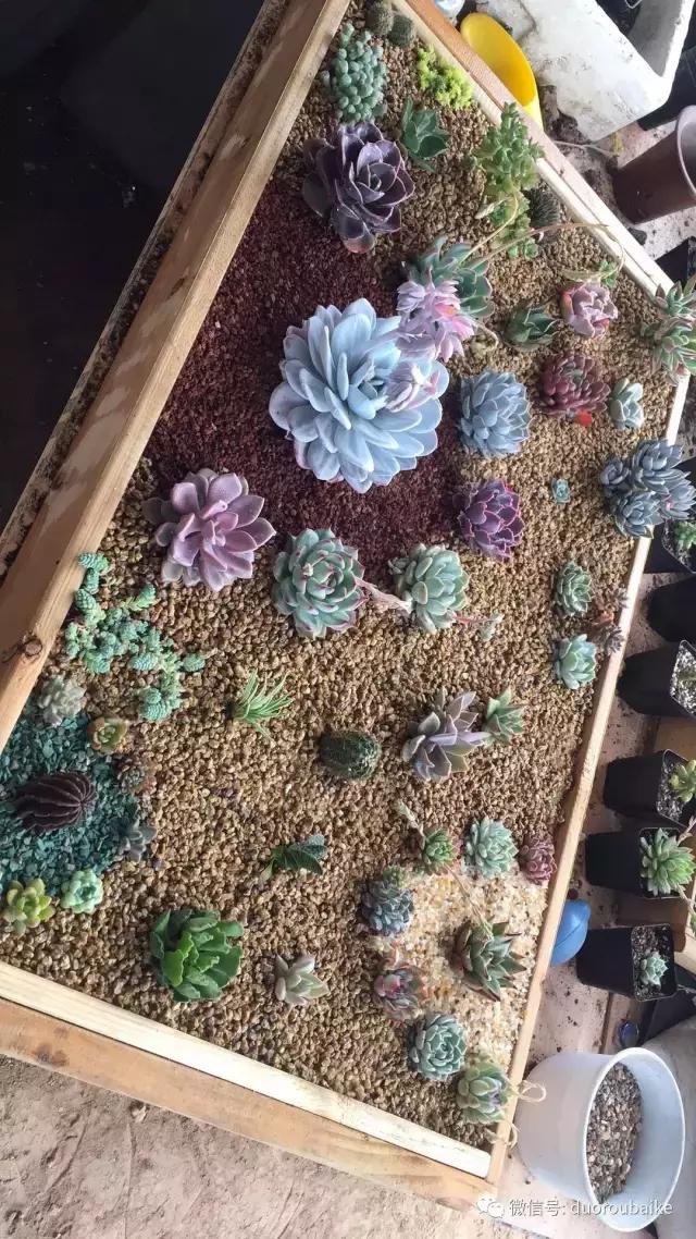 一入肉坑深似海下一句,一入肉坑深似海