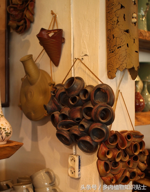 探访韩国多肉植物基地，中韩多肉大对比（二）