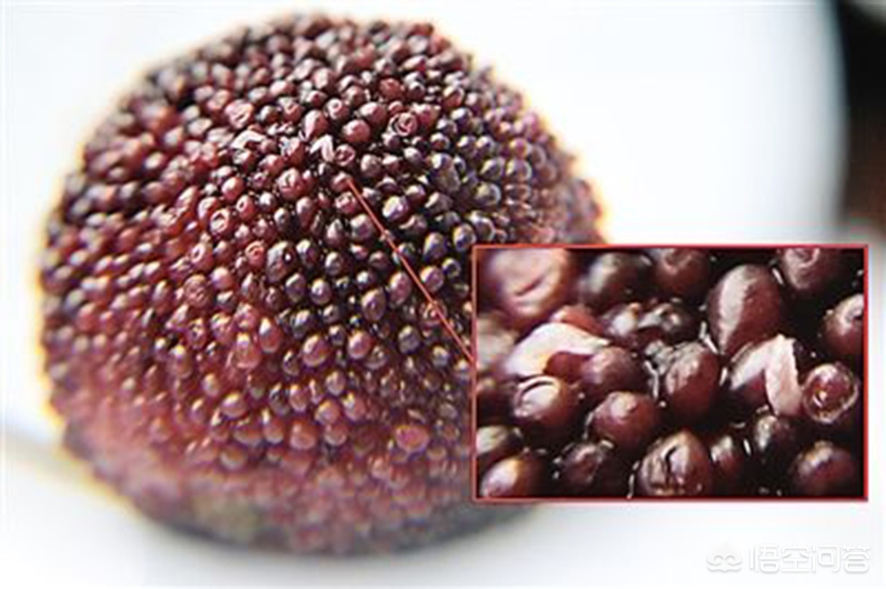 杨梅里边有虫子,杨梅里有虫子是真的吗