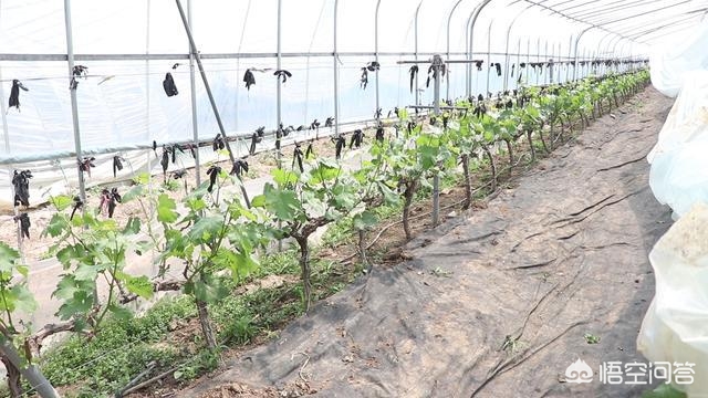 葡萄树长势弱有什么好办法,葡萄苗长势弱怎样办