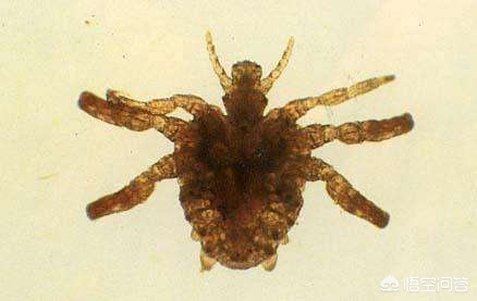 男人睾丸痒痒用什么清洗,男人睾丸痒痒可以怎么治疗