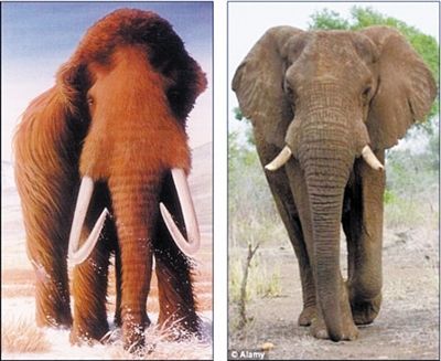 复活猛犸象最大的困难是什么,科普如何复活一只猛犸象