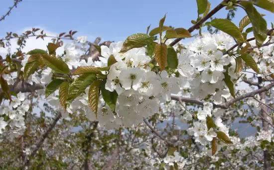 河南南阳新一轮强降雨,暴雨南阳部分地区将迎强对流天气