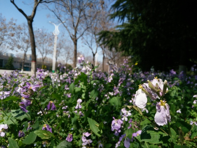 清明节祭祀踏青活动方案,清明节不仅是祭祀更是感恩