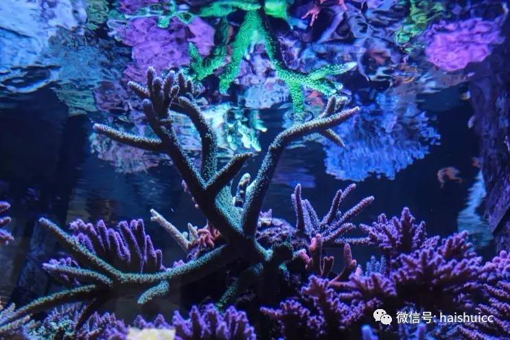 蛋炒饭的配方与做法,蛋炒饭的秘制酱料该怎么做