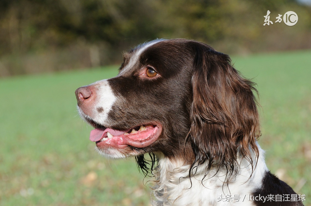狗狗最常见的十大疾病,狗狗常见的皮肤病有哪些