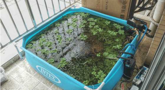 一个三米的鱼池需要多钱,一个观赏鱼池大概多少钱