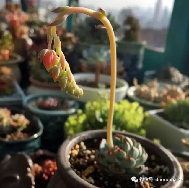 那些年我养过的多肉,这些年养过的花花草草