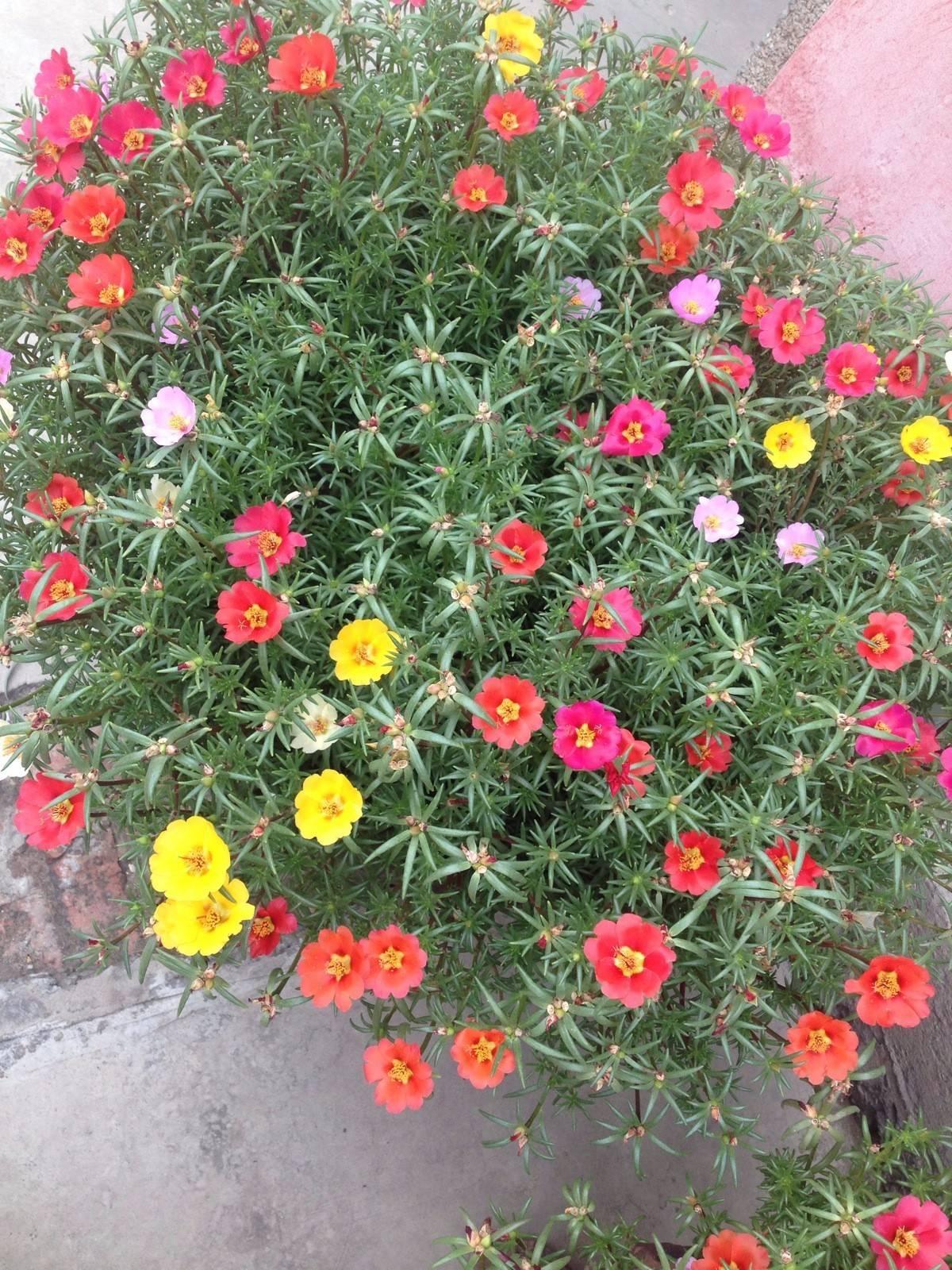 这7种菜不能二次加热,这7种花可以养在卫生间