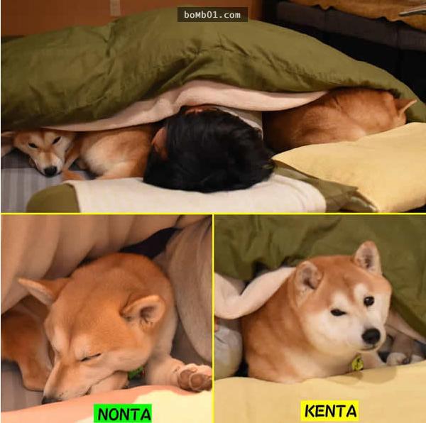 你能找出照片里藏着的柴犬吗？主人狂买狗狗玩偶多到柴犬茫然了！