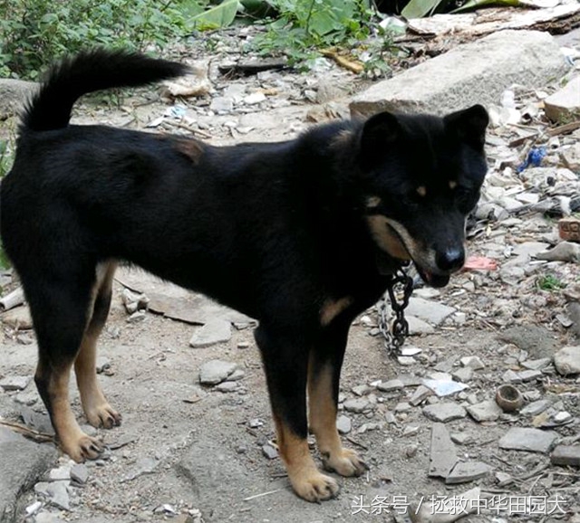 四眼中华田园犬土狗,四眼土狗不立耳的样子