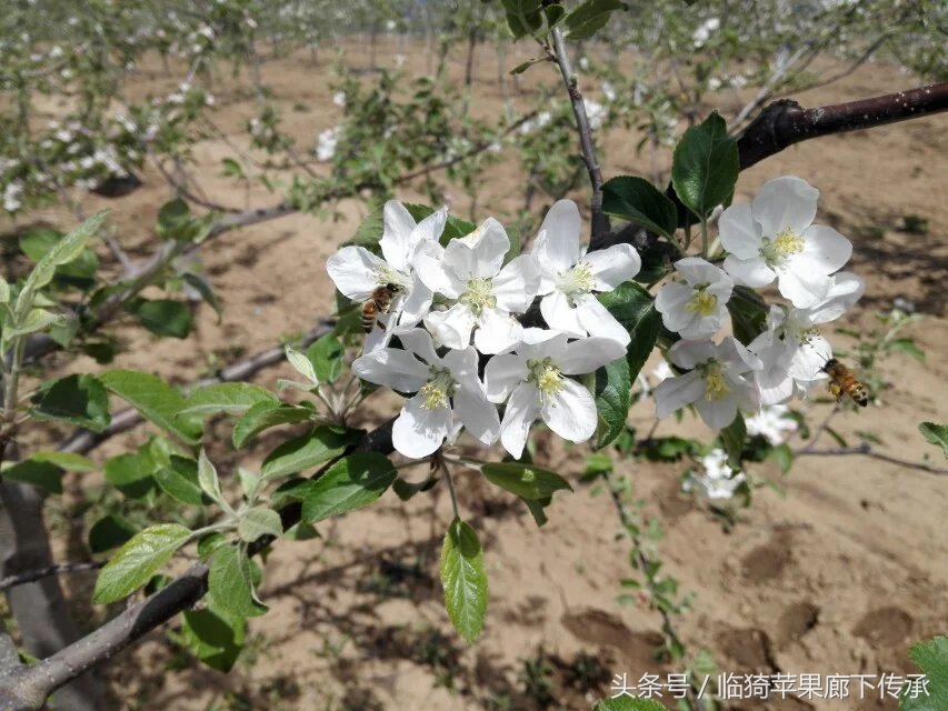 农村苹果花开，花香引来蜜蜂采蜜，景色胜似魔都樱花