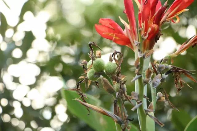 小时候山上的野果你还记得多少,还记得小时候这些野果吗