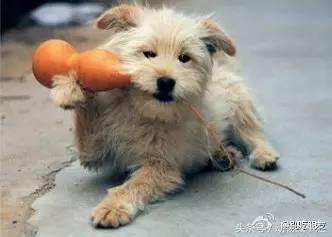 路上遇到被撞死的小动物怎么处理,高速上看到被撞死的小动物怎么办