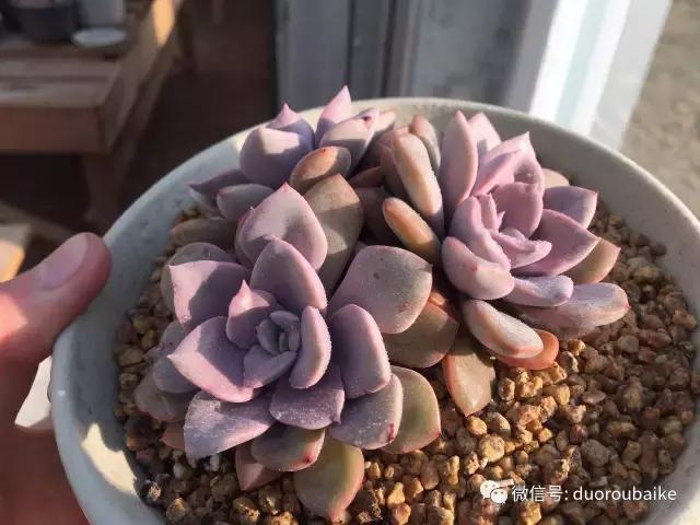 多肉为什么比较坑,多肉基础知识详解