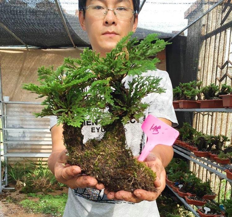 九死还魂草生长期,九死还魂草干枯多少年