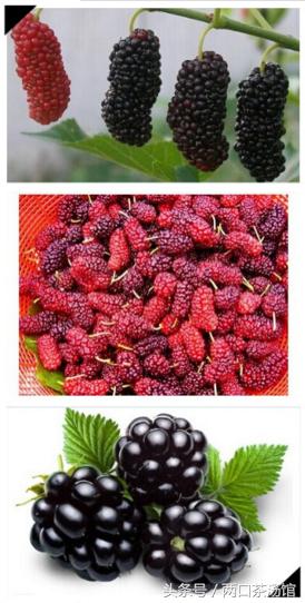 大别山深处的绝美山珍!