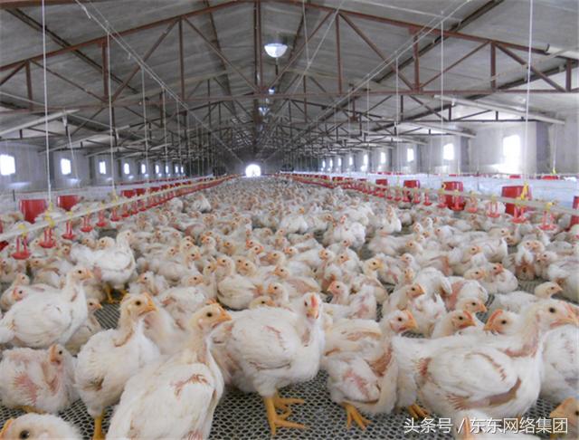 母鸡孵蛋啄出壳小鸡,母鸡为什么要啄刚孵化的小鸡