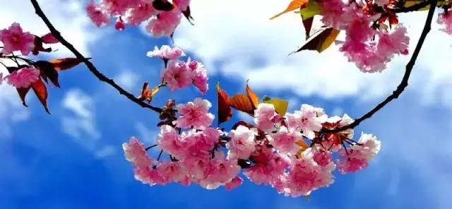 美爆了春天好去处,天津春天赏花的地方有哪些推荐