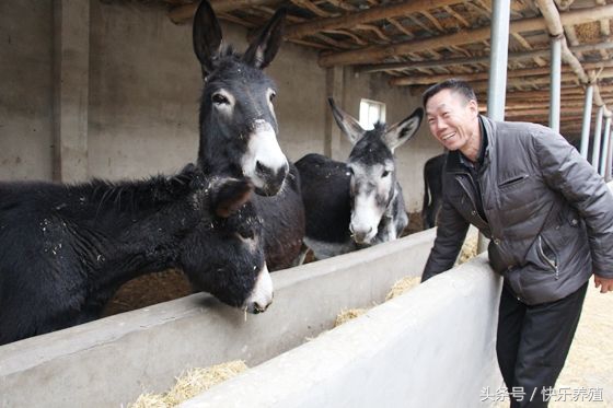 育肥驴吃什么料长得快,零基础学养驴