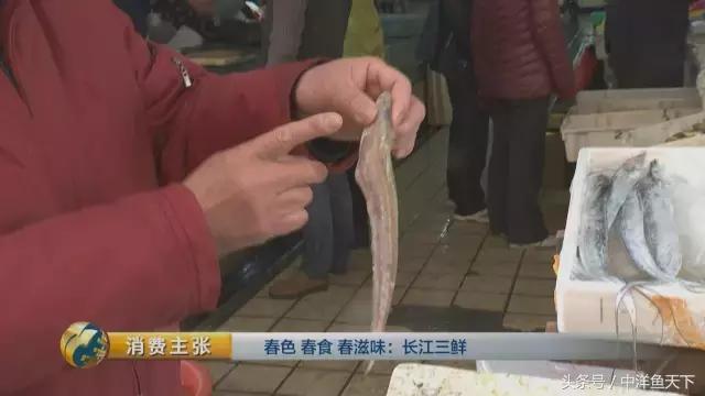 鲥鱼和刀鱼的鲜美,刀鱼鲥鱼河豚被称为长江三鲜