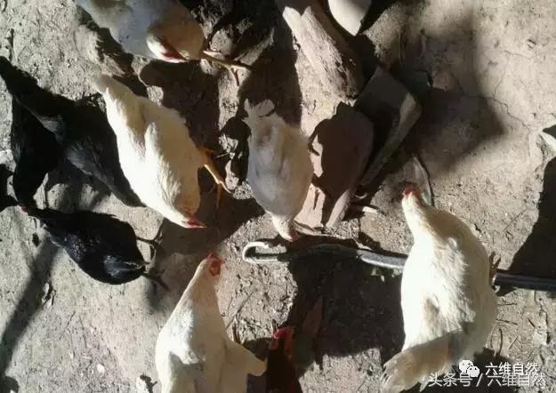 蟒蛇钻进鸡窝吞食整只鸡,蛇进鸡窝咬死鸡是什么征兆