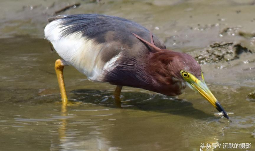 姹犻弓鎹曟崏,姹犻弓鎶撻奔寰堝帀瀹冲悧