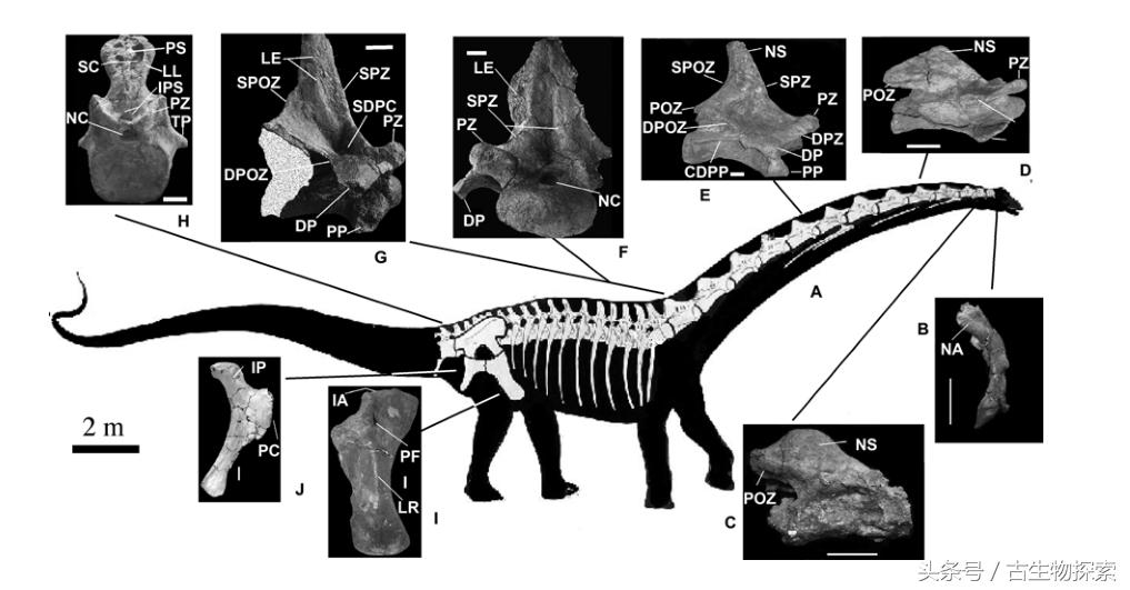能源巨龙——富塔隆柯龙