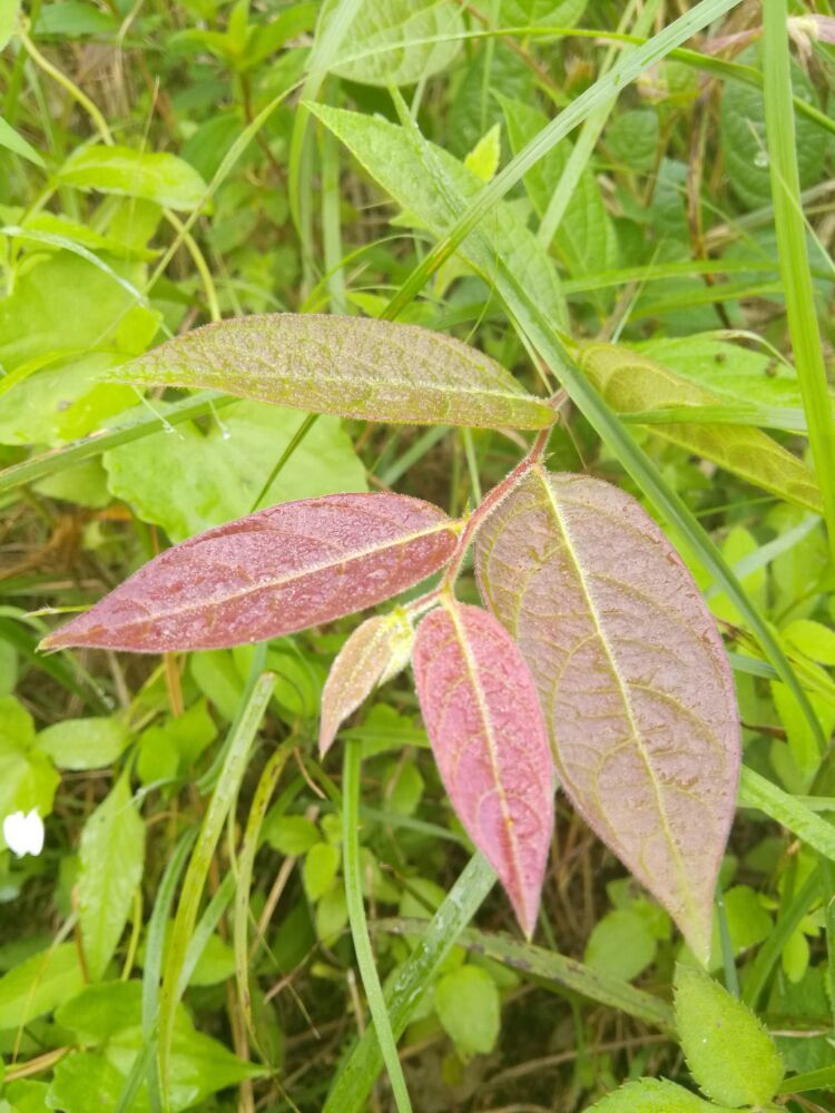 到中山的千年古刹古香林寺旧址周边山林探秘，感觉大自然太美啦