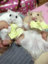 教大家如何用牙膏,牙膏怎么催眠