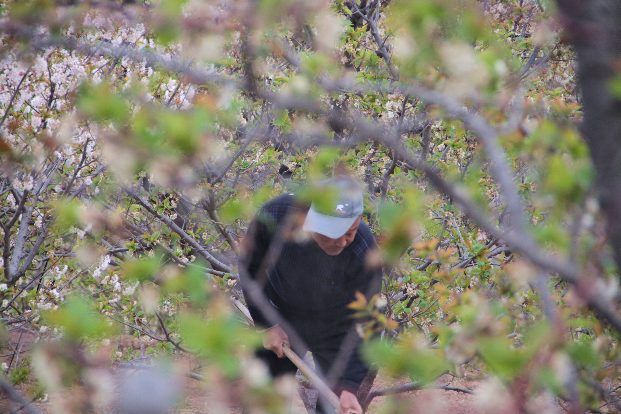 青岛华夏樱桃谷,青岛樱桃谷小道