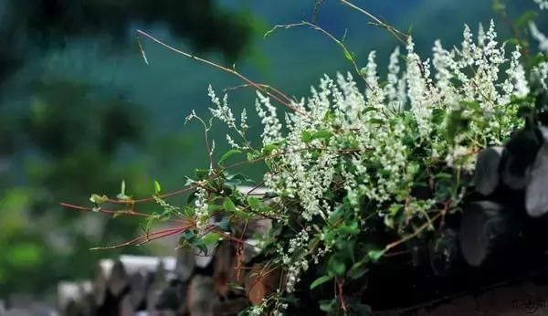 49首唯美宋诗不输唐诗宋词,宋诗100首诵读