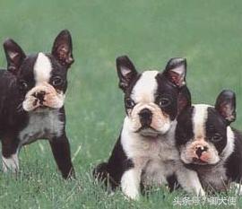 波士顿梗和法斗梗哪个好,波士顿梗和法国斗牛犬