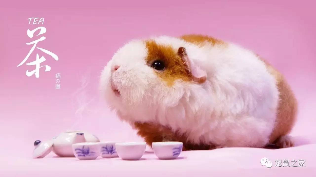 鸡不撒尿为什么喝水没事,天竺鼠几乎不喝水