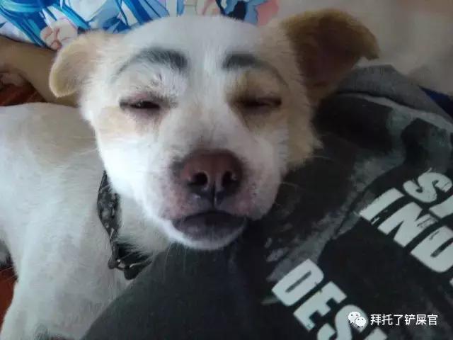 日本土狗为什么那么可爱,日本土狗是柴犬还是秋田犬