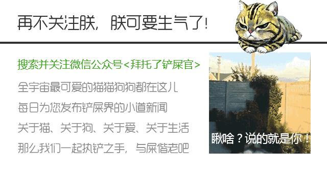 日本土狗为什么那么可爱,日本土狗是柴犬还是秋田犬