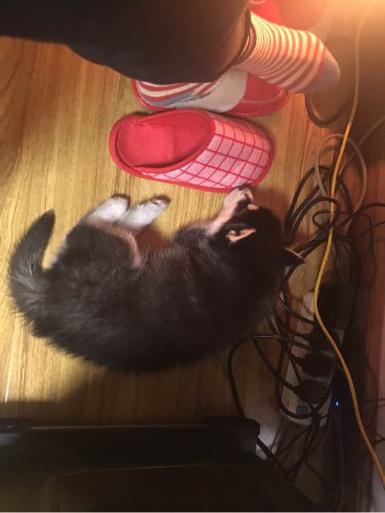 哈士奇关笼子里一直叫怎么训练,家里哈士奇老是叫