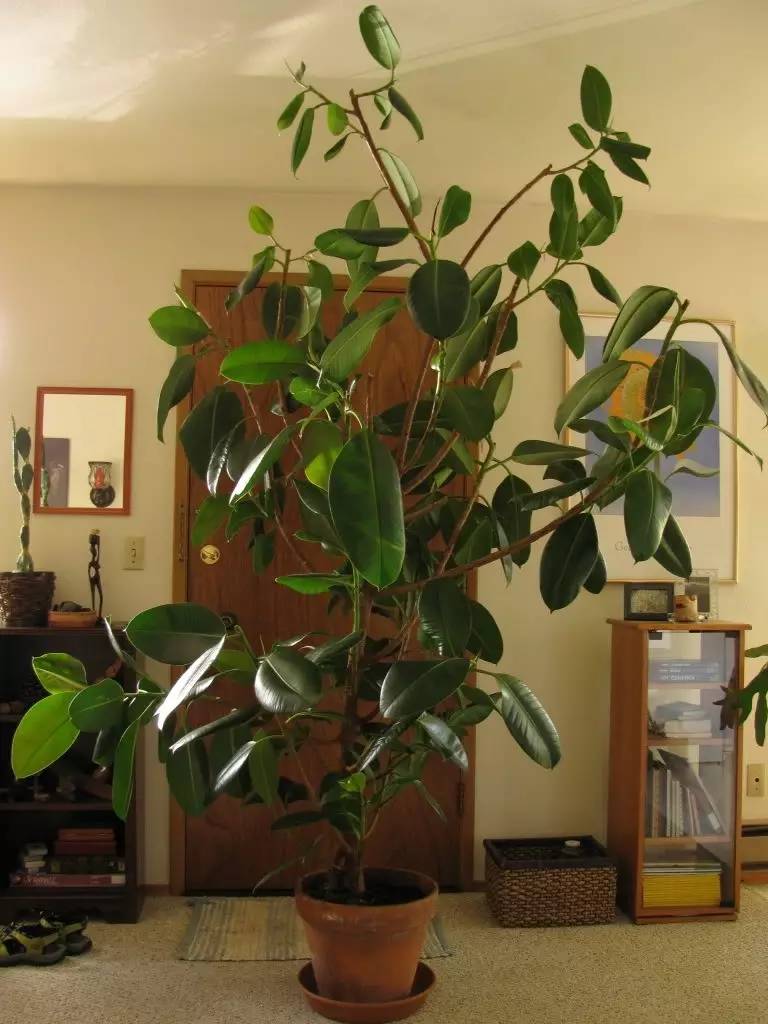 黑金刚橡皮树叶子有油,黑金刚橡皮树如何让叶子油亮