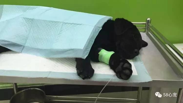 狗狗吃葡萄如何才能保住他的狗命,我家的狗狗养了四年差点死了