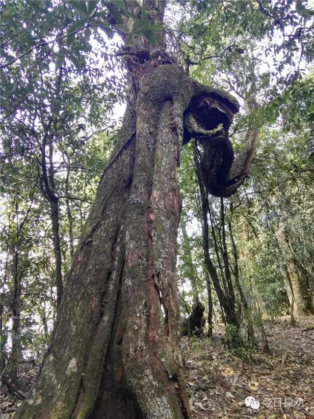 禄劝九龙石牛山原始森林,云南禄劝县团街镇卓干山原始森林