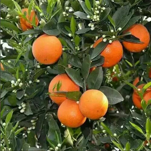 养生美食攻略吃货必备,养生美食推荐