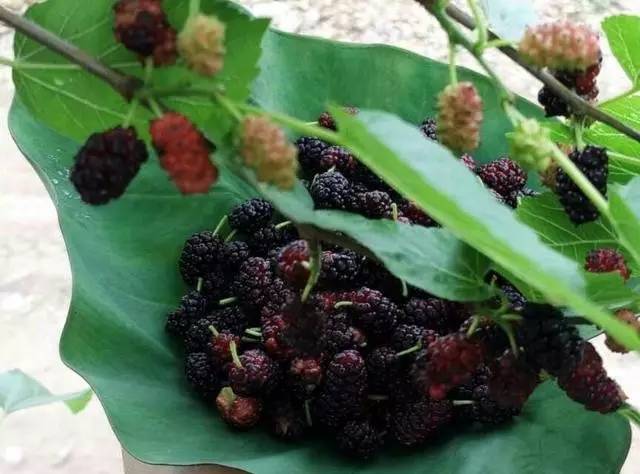 小时候山上的野果你还记得多少,还记得小时候这些野果吗