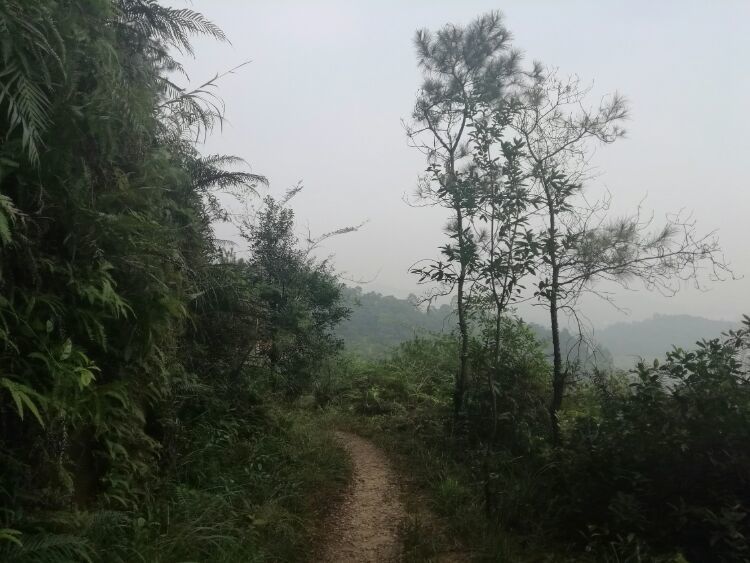 到中山的千年古刹古香林寺旧址周边山林探秘，感觉大自然太美啦