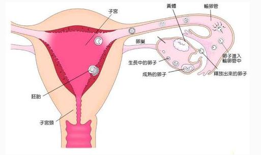 宫外孕大出血是怎么回事,宫外孕大出血前会有征兆吗