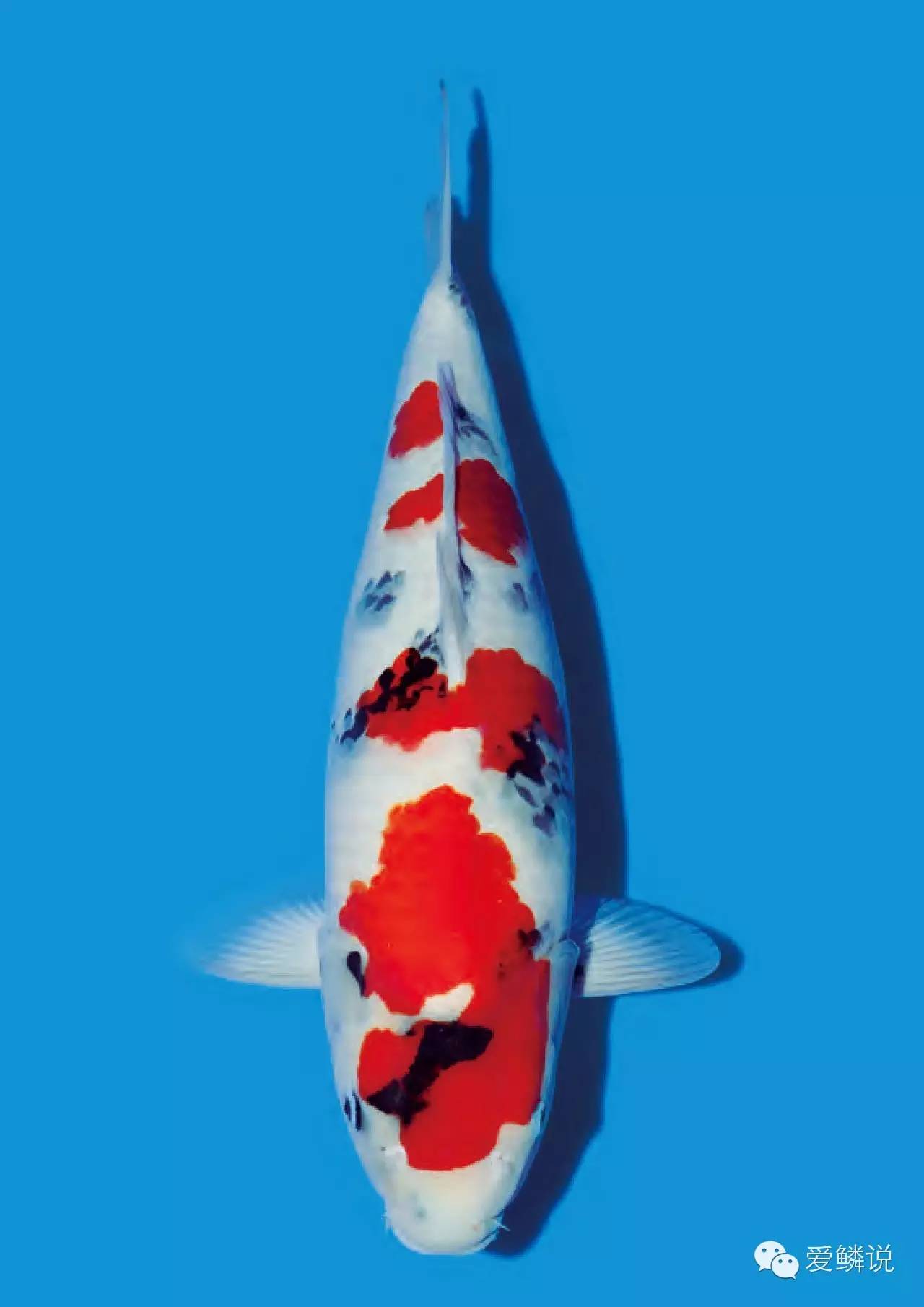 锦鲤鱼池消除酸碱用什么方法,如何去除锦鲤的鱼腥味