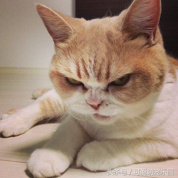 猫主子的日常练就一切技能,这才是猫应有的样子