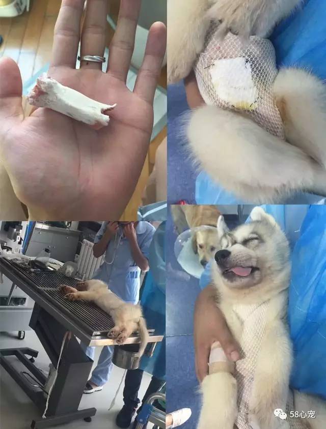 新手养狗把狗养死了好吗,第一次养狗把狗狗养死了