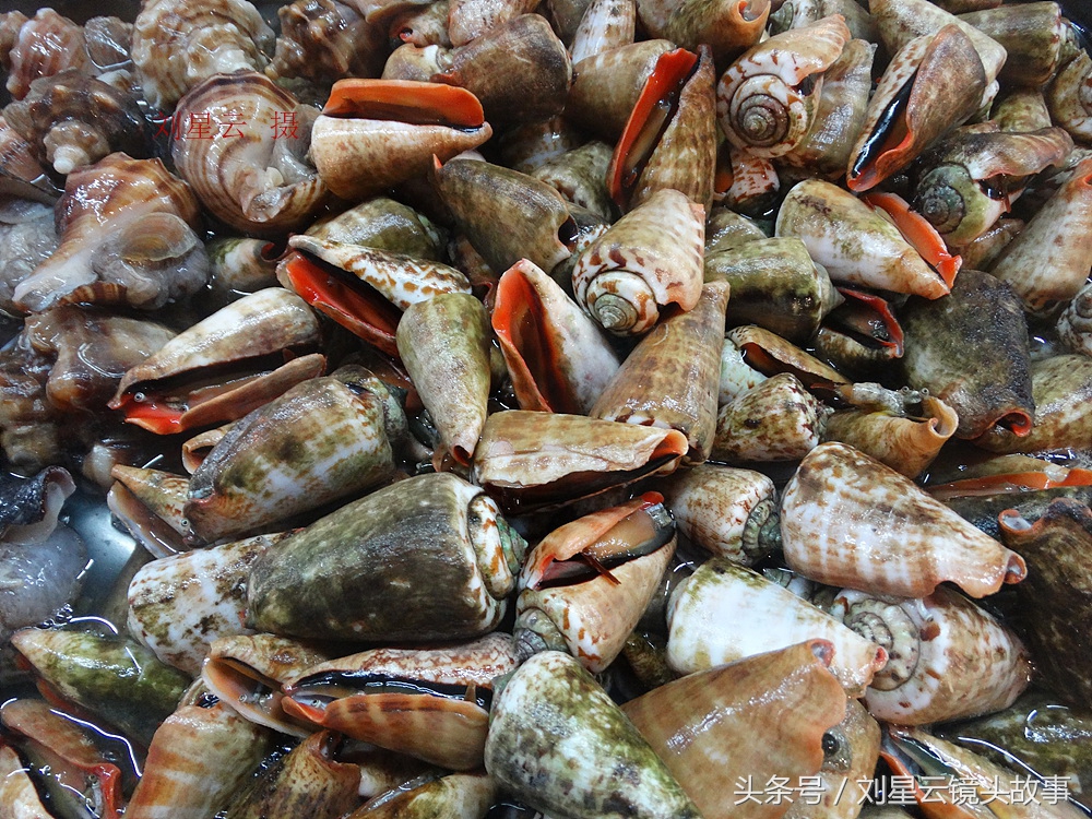 三亚哪里海鲜市场的品种多,三亚海鲜品种大全及介绍