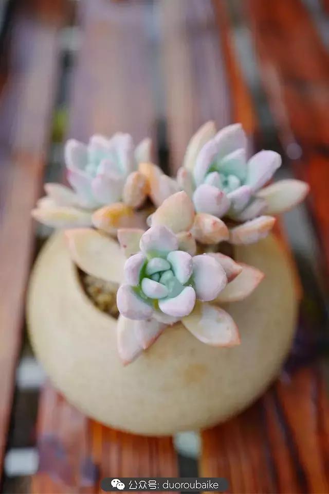 娇艳欲滴的多肉植物,春雨中多肉图片大全