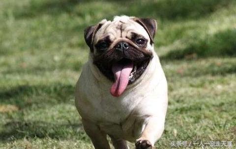 最可爱的四种宠物,10种最可爱的宠物狗